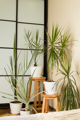 Different beautiful indoor plants in room