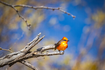 USA, Arizona, Catalina. Adult male vermilion flycatcher on limb.