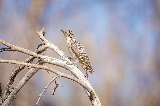 USA, Arizona, Catalina. Immature ladder-backed woodpecker on branch.