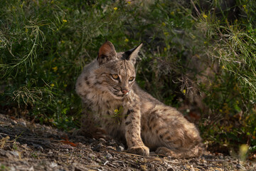 USA, Arizona. Close-up of resting female bobcat in brush. A female Bobcat relaxes in a riparian zone in southern Arizona