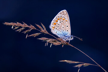 Macro shots, Beautiful nature scene. Closeup beautiful butterfly sitting on the flower in a summer garden.