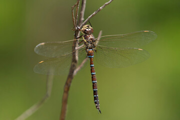 USA, Arizona, Scotia Canyon. Male persephone's darner dragonfly on branch.