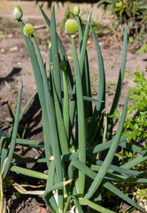 Chives are an herb commonly grown in home gardens.	