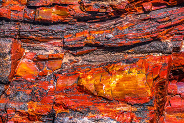 Petrified wood log, Crystal Forest, Petrified Forest National Park, Arizona.