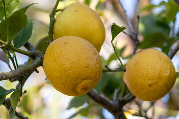 lemon on tree