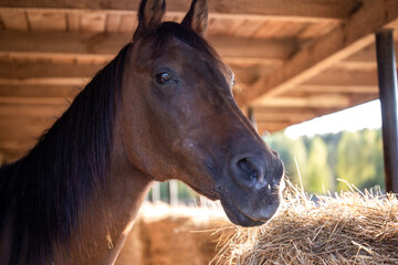 Horse in the stable. Arabian horse portrait. Hay, sun