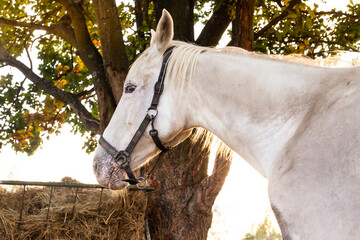 Portrait of a white horse. In the pasture at sunset, hay, oak tree