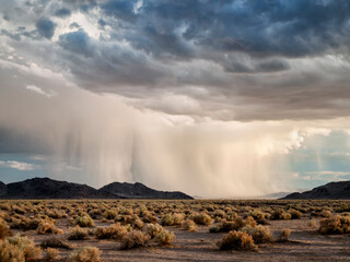 USA, California, Mojave National Preserve, Baker. Desert rain squall at sunset - obrazy, fototapety, plakaty