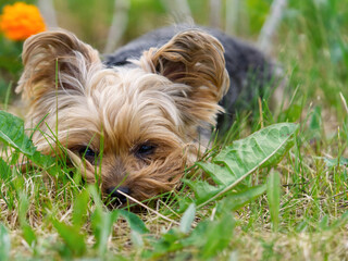 Yorkshire Terrier puppy lies in the low spring grass close to flowers. Funny small York puppy on golden hour time photography. close up