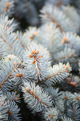 Blue spruce branches