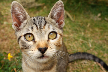 Portrait of a cute curious kitten in the garden