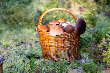 Forest mushroom boletus, cep, porcini, chanterelle collected in a wooden wicker basket. Late summer...