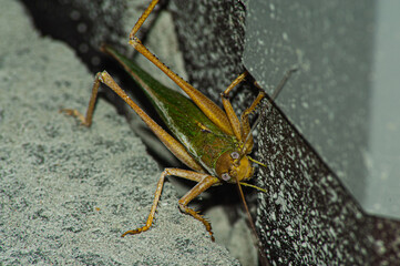 locust from side eating a leaf, animal macro