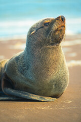 Fototapeta premium a very affectionate and friendly little sea lion rests and enjoys the sea and the sun 