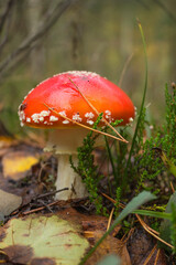 Caught sight in the autumn forest beautiful fly agaric (Amanita muscaria)