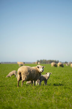 a mother sheep with her two lambs walk through the field with much affection, love and company. take care of animals do not eat meat