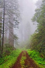 Old roadway through foggy redwood forest, Redwood National Park, California