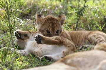 Two baby lions cubs playing and wrestling on green grass, a closeup
