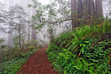 Footpath in foggy redwood forest beneath Pacific Rhododendron, Redwood National Park.