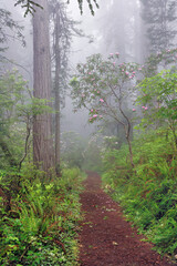 Fototapeta na wymiar Footpath in foggy redwood forest beneath Pacific Rhododendron, Redwood National Park.