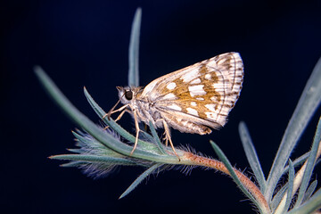 Macro shots, Beautiful nature scene. Closeup beautiful butterfly sitting on the flower in a summer garden.