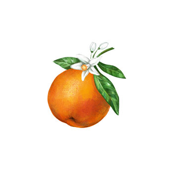 Hand drawn blooming orange Fruits  with leaves and flowers illustration.