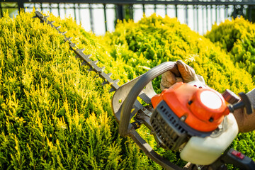 Close-up photograph of Hedge trimmer shaping a wall of Thujas trees.
