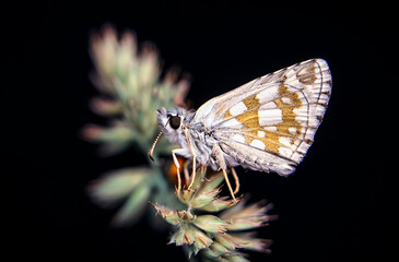  Macro Photography of Moth on Twig of Plant.
