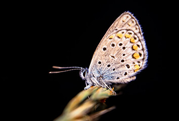 Macro shots, Beautiful nature scene. Closeup beautiful butterfly sitting on the flower in a summer garden.