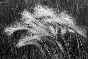Foxtail grasses, Mono Lake, Tufa State Natural Reserve, California