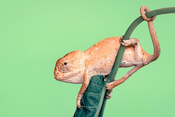 Macro shots, Beautiful nature scene , baby green chameleon sitting on flower in a summer garden.