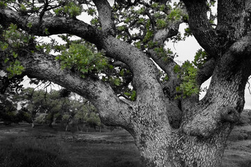 USA, California, North Table Mountain. Gnarled oak tree in meadow. - obrazy, fototapety, plakaty