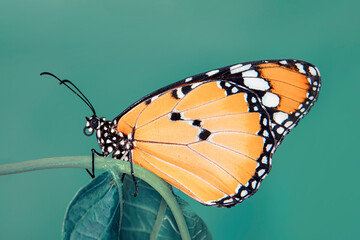 Macro shots, Beautiful nature scene. Closeup beautiful butterfly sitting on the flower in a summer garden.


