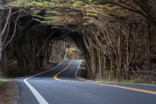 USA, California. Pacific Coast Highway 1 and tunnel of Monterey cypress trees.