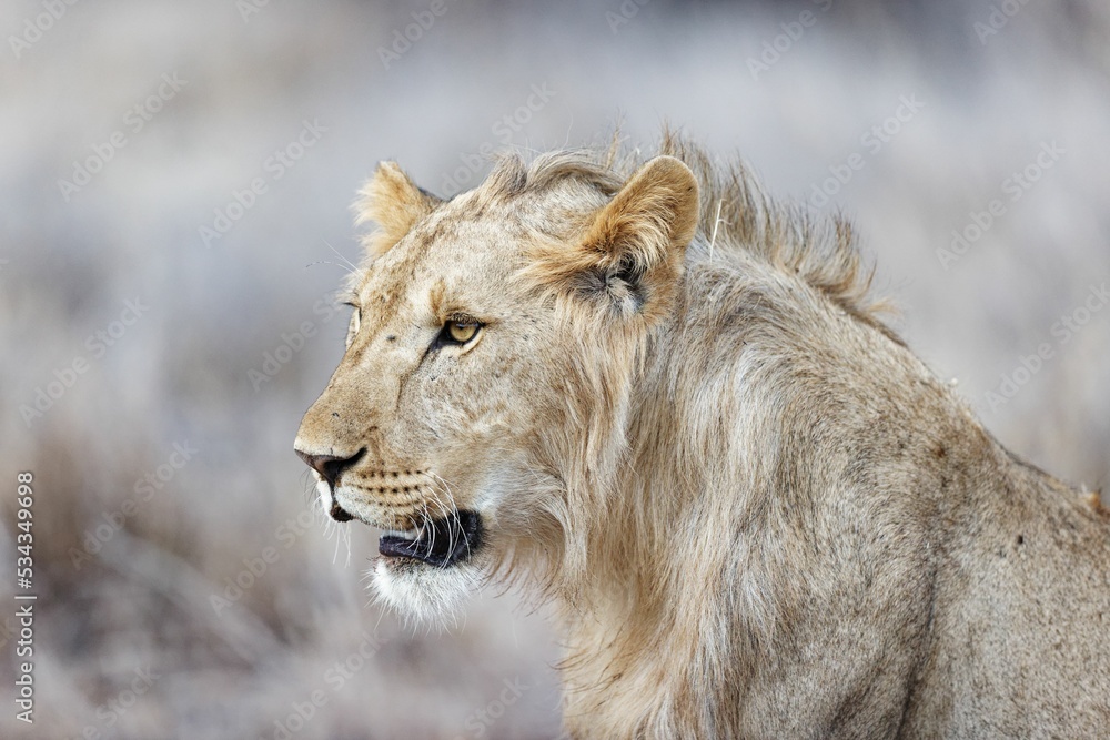 Sticker closeup of a majestic lioness resting on grass in the beautiful lewa wildlife conservancy in kenya