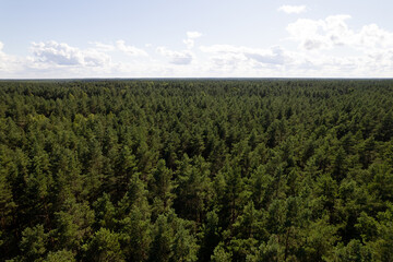 Drone aerial shot of green pine forests and spring birch groves with beautiful texture of golden treetops. Sunrise in springtime. Sun rays breaking through trees in mountains in golden time