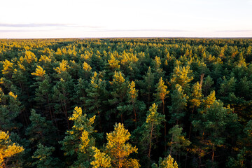 Fototapeta premium Drone aerial shot of green pine forests and spring birch groves with beautiful texture of golden treetops. Sunrise in springtime. Sun rays breaking through trees in mountains in golden time