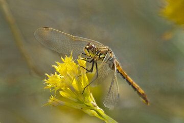 USA, California, Mono County. Juvenile male black meadowhawk dragonfly on plant.