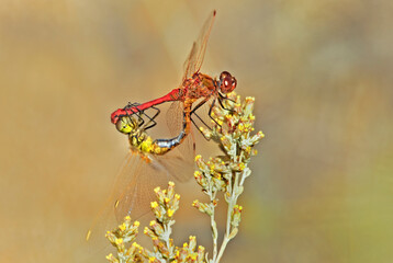 USA, California, Mono County. Mating pair of wild saffron-winged meadowhawk dragonflies on desert plant.