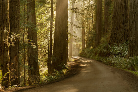 USA, California, Jedediah Smith Redwoods State Park. Dirt Road Winds Through Old Growth Coastal Redwood Trees.