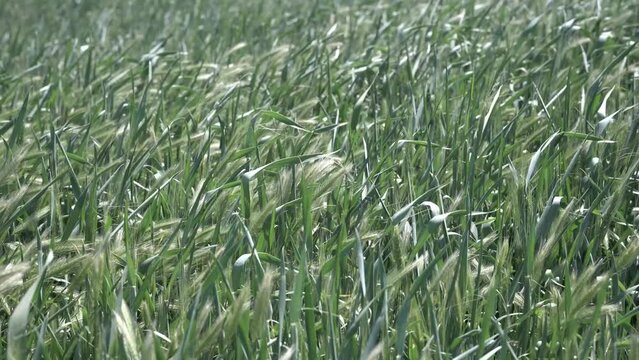 spikelets of young wheat sway in the wind. crop ripening. grain crops. fields of Ukraine.