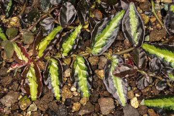 Leaves of Trailing Watermelon Begonia (Pellionia repens)