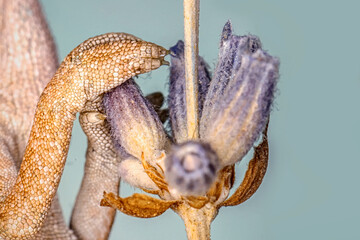 Naklejka premium Macro shots, Beautiful nature scene , baby green chameleon sitting on flower in a summer garden.