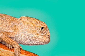 Macro shots, Beautiful nature scene , baby green chameleon sitting on flower in a summer garden.