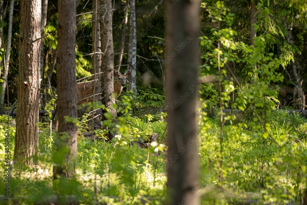 Poster beautiful forest with trees and greenery and a deer hiding behind the grass