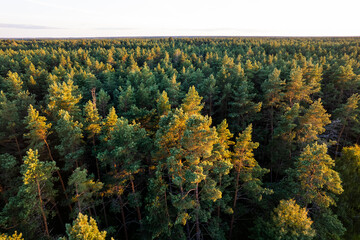 Naklejka premium Drone aerial shot of green pine forests and spring birch groves with beautiful texture of golden treetops. Sunrise in springtime. Sun rays breaking through trees in mountains in golden time