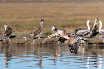 Naklejka na ściany i meble A brown pelican flying over a flock of other pelicans in the background.