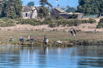 A brown pelican landing on shore with a flock of other pelicans and old broken farmhouse in the...