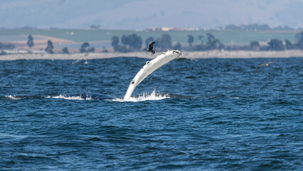 A bird attempting to land on the pectoral fin of a humpback whale at the surface of the ocean of Monterey Bay, California.