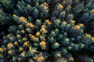 Drone aerial shot of green pine forests and spring birch groves with beautiful texture of golden treetops. Sunrise in springtime. Sun rays breaking through trees in mountains in golden time